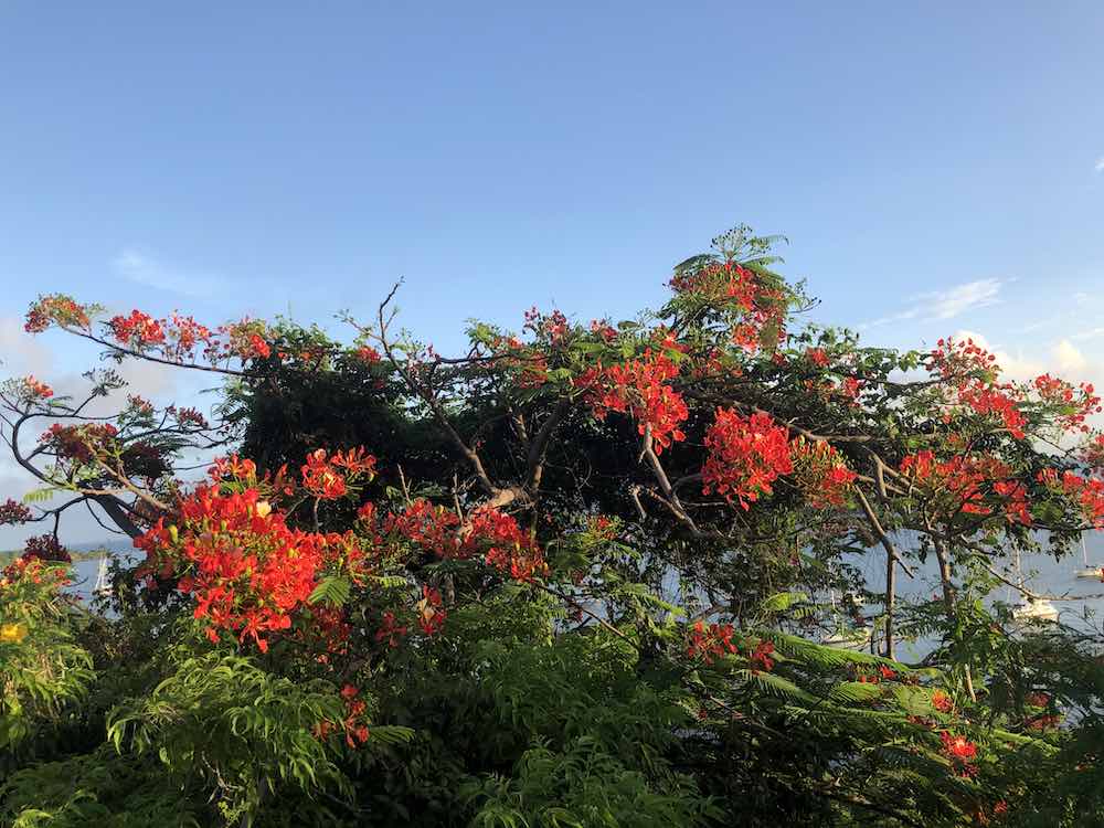 Red Bougainvillea